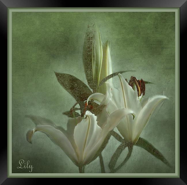 Lily Framed Print by Fine art by Rina