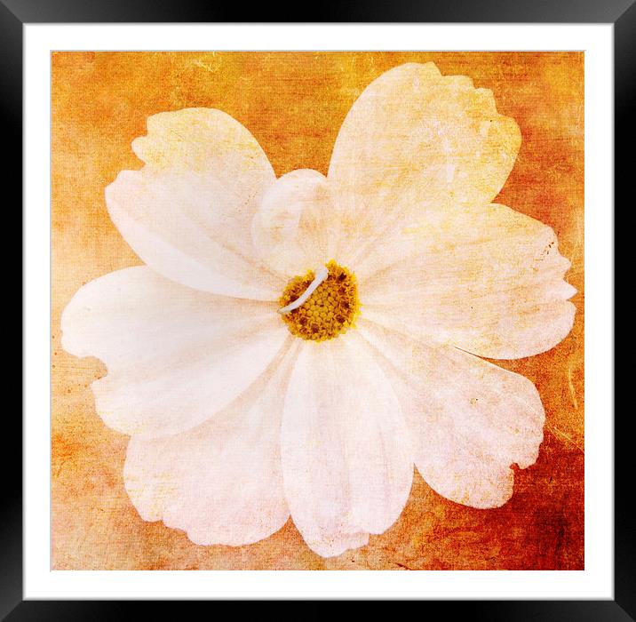 Cosmos Framed Mounted Print by Fine art by Rina