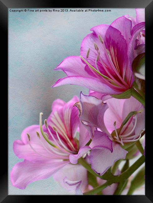 Pink Delight 1 Framed Print by Fine art by Rina