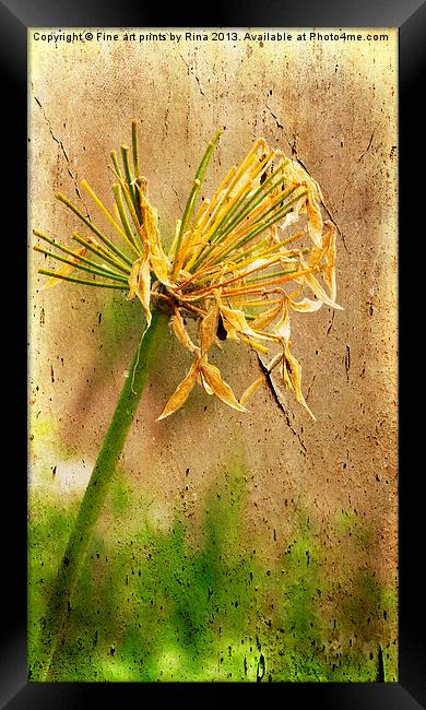 Withered Framed Print by Fine art by Rina