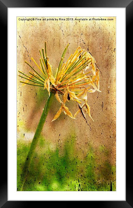 Withered Framed Mounted Print by Fine art by Rina
