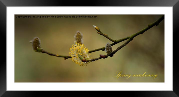 Spring awakening Framed Mounted Print by Fine art by Rina