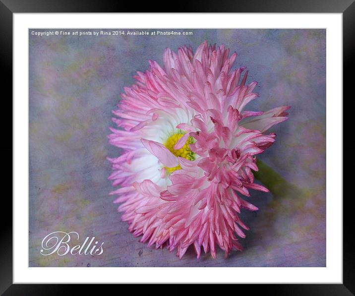 Bellis Framed Mounted Print by Fine art by Rina