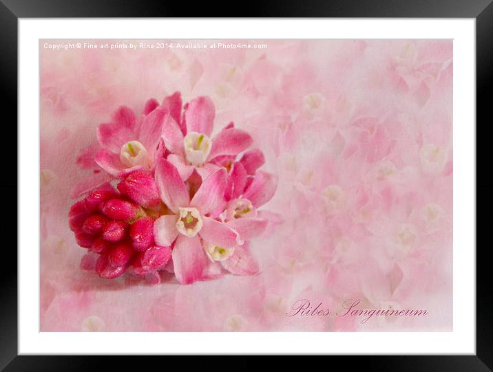 Ribes Sanguineum Framed Mounted Print by Fine art by Rina