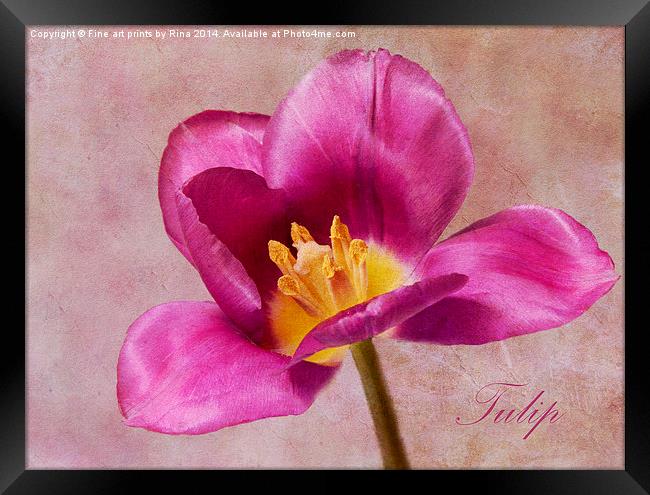 Tulip Framed Print by Fine art by Rina