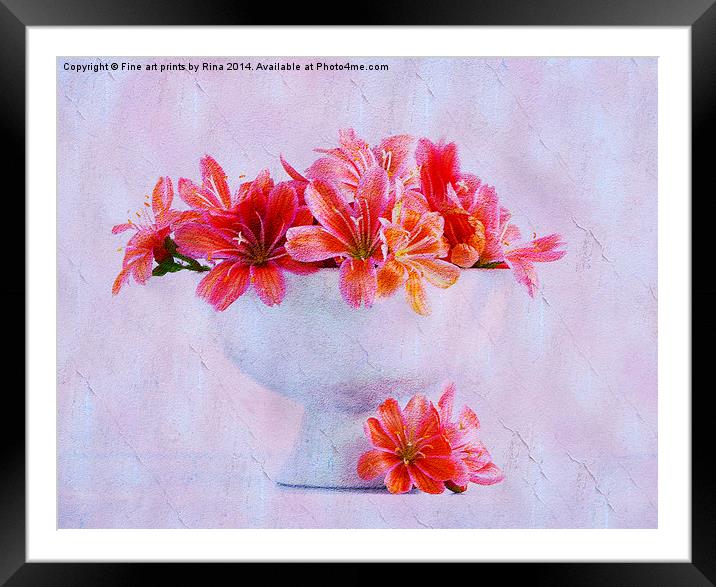 Lewisia Framed Mounted Print by Fine art by Rina
