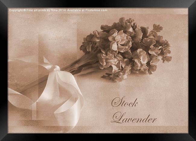 Stock Lavender Framed Print by Fine art by Rina
