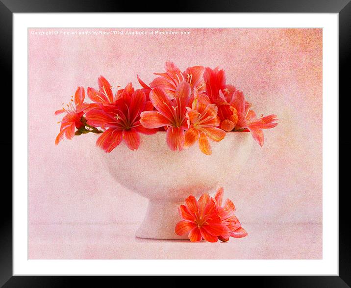 Lewisia (2)...Pretty as a picture (4) Framed Mounted Print by Fine art by Rina