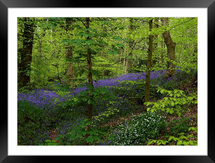 Bluebell woods Framed Mounted Print by Fine art by Rina