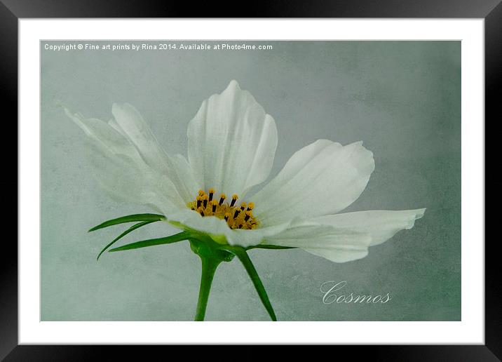 Cosmos Framed Mounted Print by Fine art by Rina