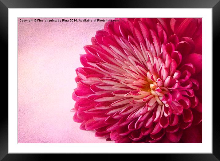 Chrysanthemum Framed Mounted Print by Fine art by Rina