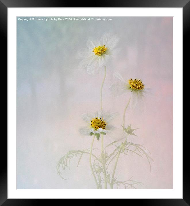  Pretty Cosmos Framed Mounted Print by Fine art by Rina