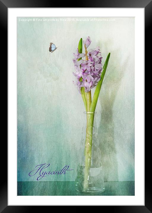  Hyacinth (1a)  Framed Mounted Print by Fine art by Rina