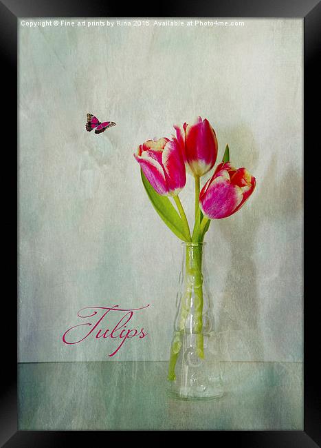  Tulips Framed Print by Fine art by Rina