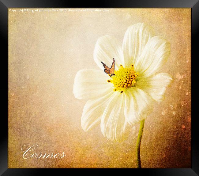  Cosmos Framed Print by Fine art by Rina