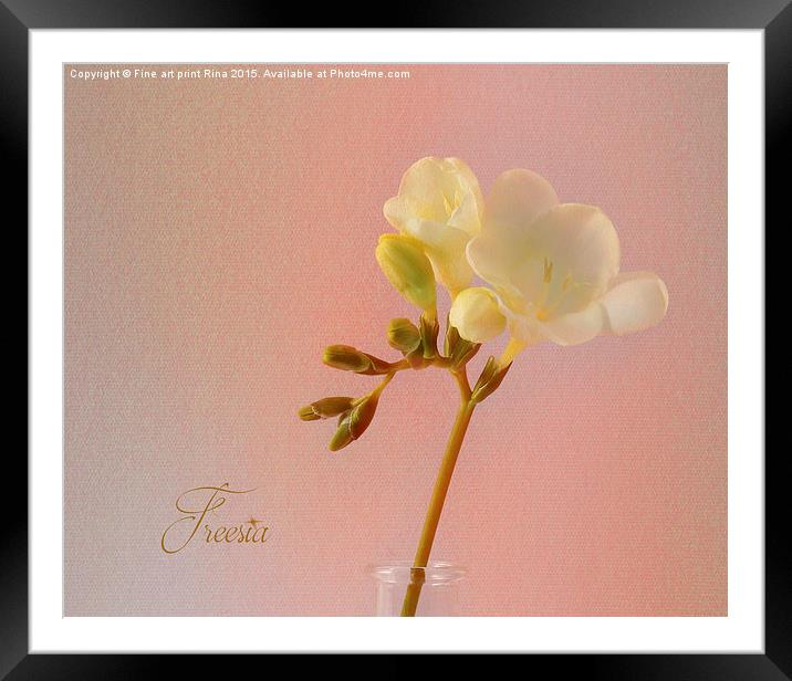  Freesia Framed Mounted Print by Fine art by Rina
