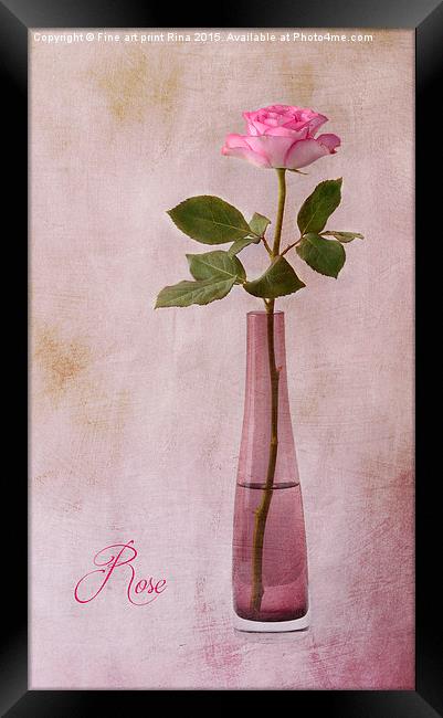  Rose Framed Print by Fine art by Rina