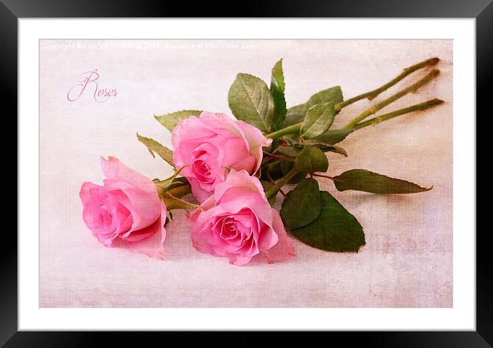  Roses Framed Mounted Print by Fine art by Rina