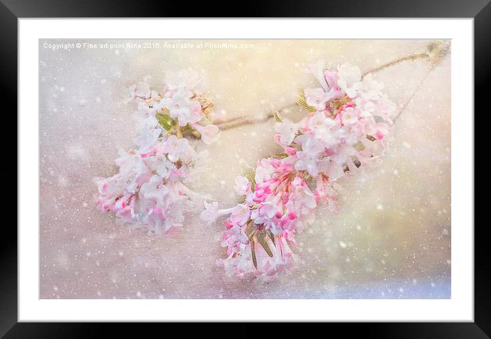  Blossom in the snow Framed Mounted Print by Fine art by Rina