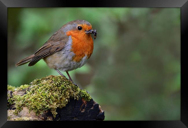  Robin Red Breast Framed Print by Fine art by Rina