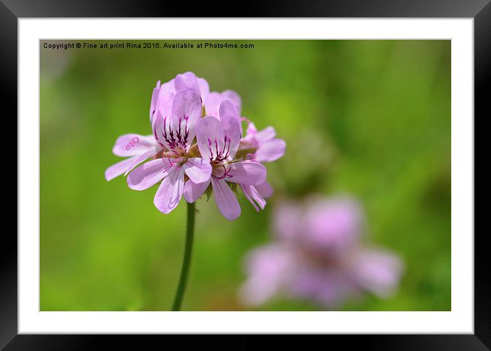  Geranium Framed Mounted Print by Fine art by Rina