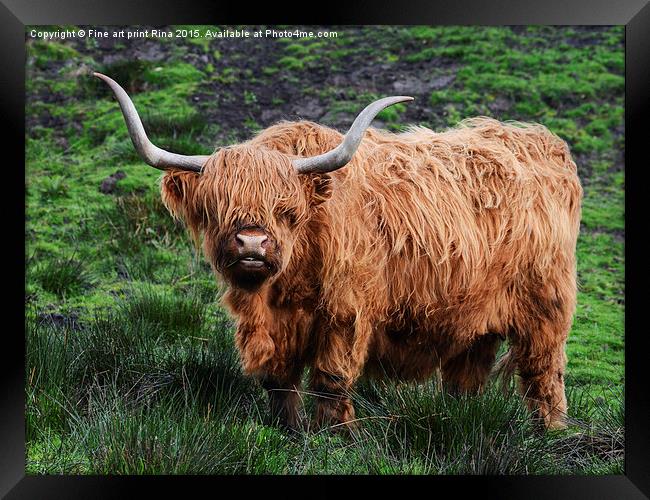  Highland cattle Framed Print by Fine art by Rina