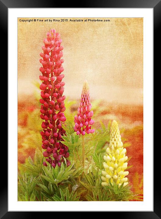  Lupins Framed Mounted Print by Fine art by Rina