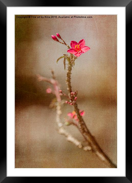  Little red flower Framed Mounted Print by Fine art by Rina