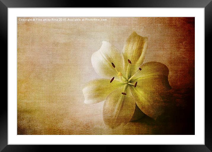  Textured white lily Framed Mounted Print by Fine art by Rina