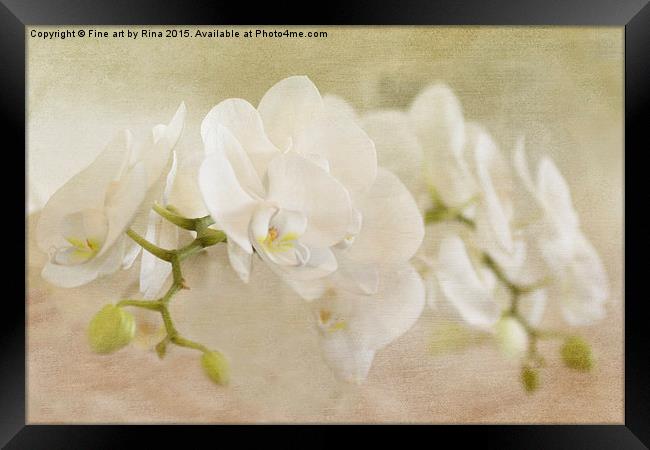  White Orchids Framed Print by Fine art by Rina