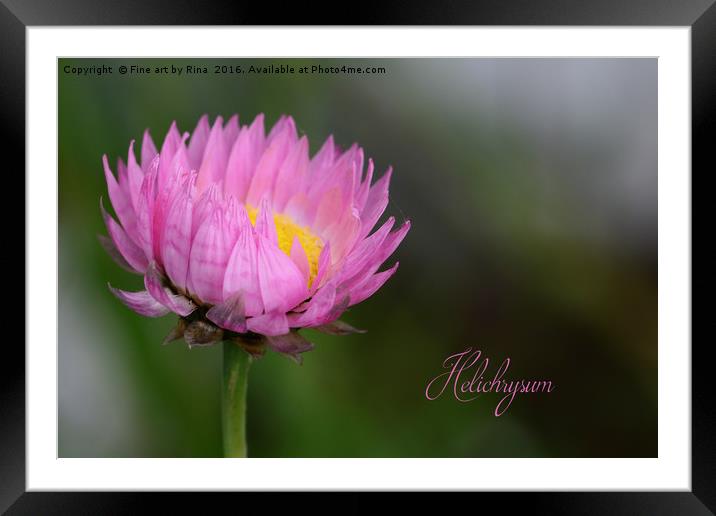 Pink Helichrysum Framed Mounted Print by Fine art by Rina