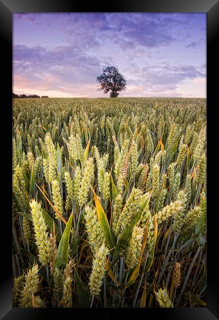 Our Daily Bread Framed Print by peter jeffreys