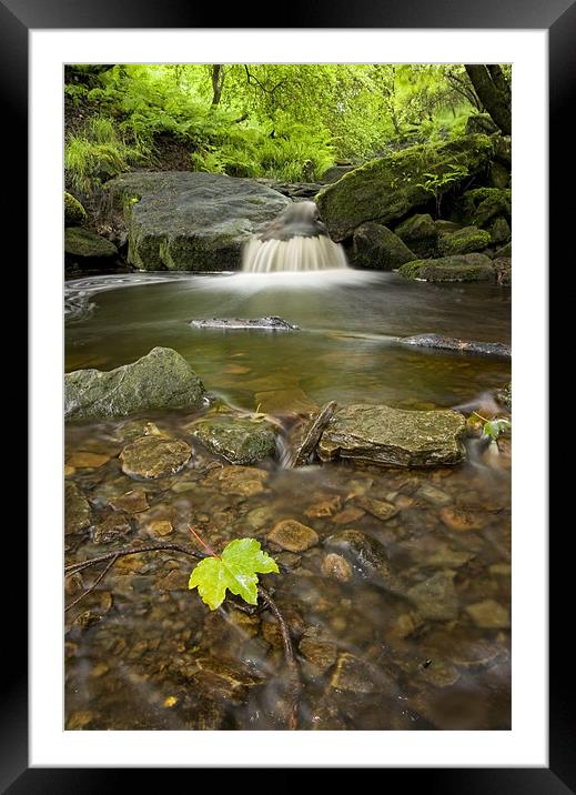 Leaf on Stream Framed Mounted Print by peter jeffreys