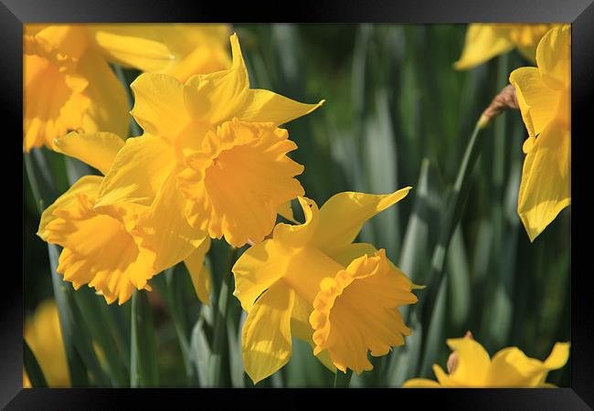 Daffodils Framed Print by Frank Goodall