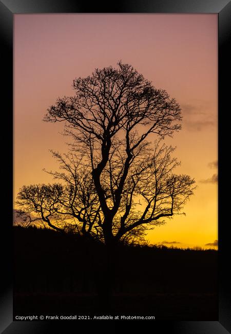 Tree at sunrise Framed Print by Frank Goodall