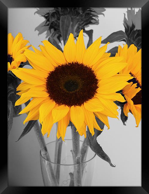 Sunflower Framed Print by Kevin Warner