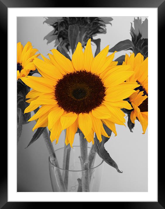 Sunflower Framed Mounted Print by Kevin Warner