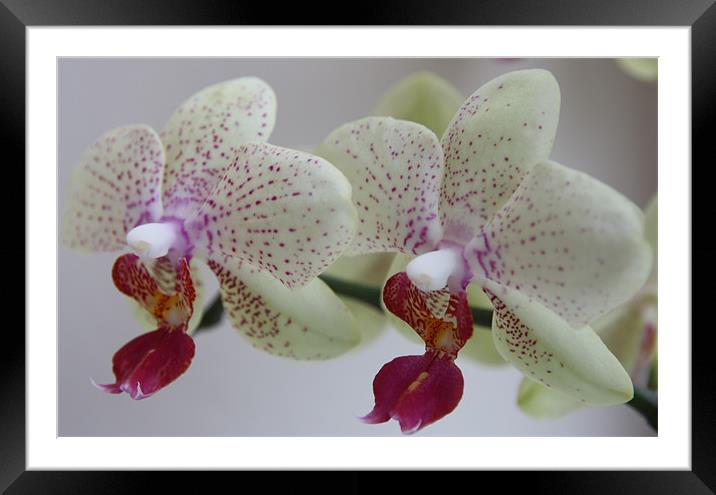 Cymbidium Orchid Framed Mounted Print by Kevin Warner