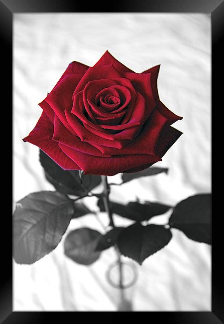 Red Velvet Rose Framed Print by Kevin Warner