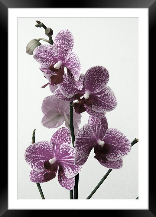 Vintage Cymbidium Orchid Framed Mounted Print by Kevin Warner