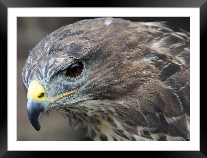 Buzzard Stealth Framed Mounted Print by Kevin Warner