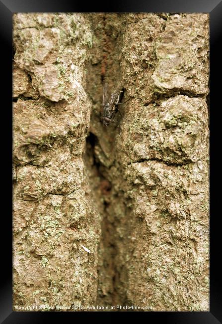 The Fly and The Tree Framed Print by Paul Brown