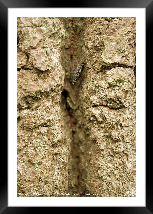 The Fly and The Tree Framed Mounted Print by Paul Brown