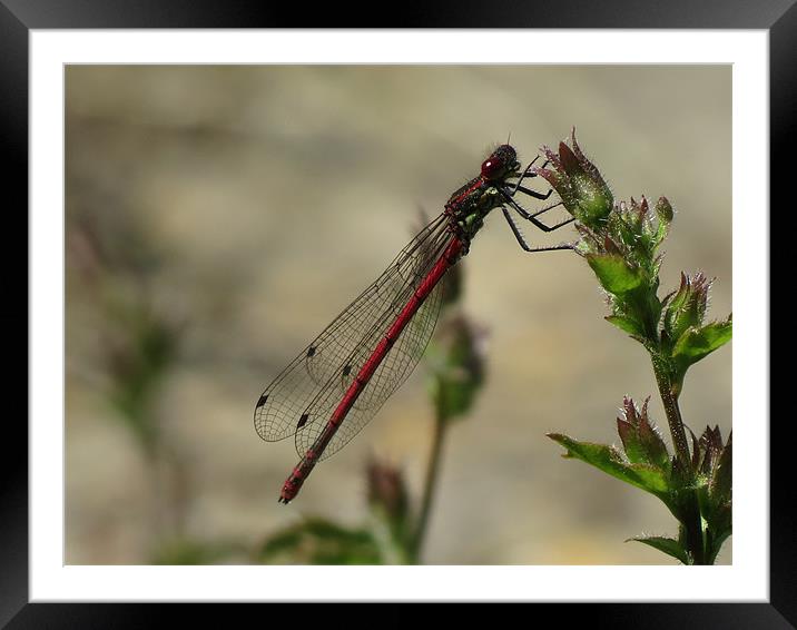 The Dragon fly Framed Mounted Print by ellis long