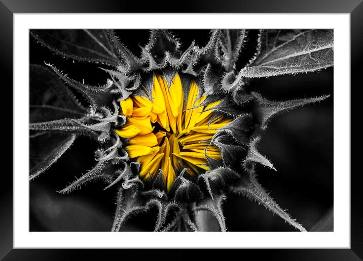 Sunflower, Jerusalem Gold, colour pop. Framed Mounted Print by Maggie McCall