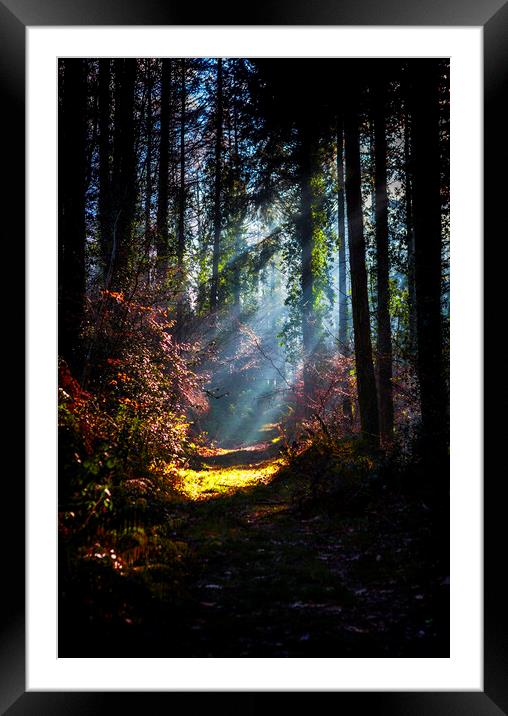  Morning Sun Beams in frosty wood. Framed Mounted Print by Maggie McCall