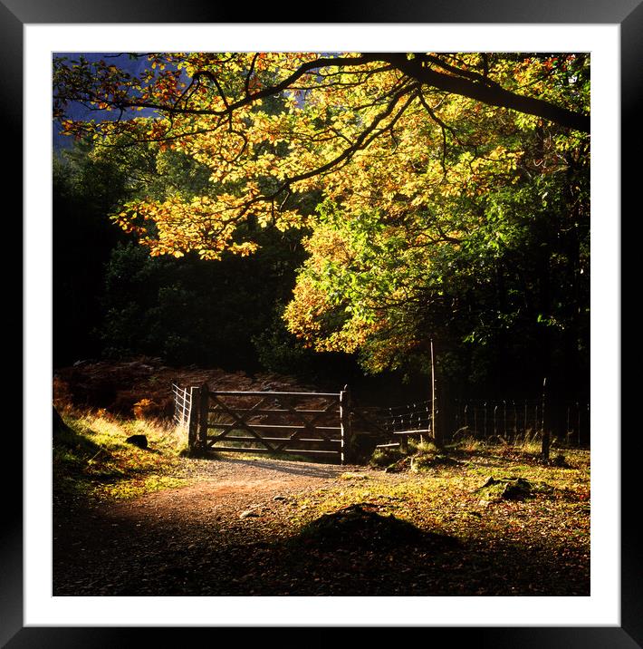  Borrowdale  Autumnal Walk, Lake District Framed Mounted Print by Maggie McCall