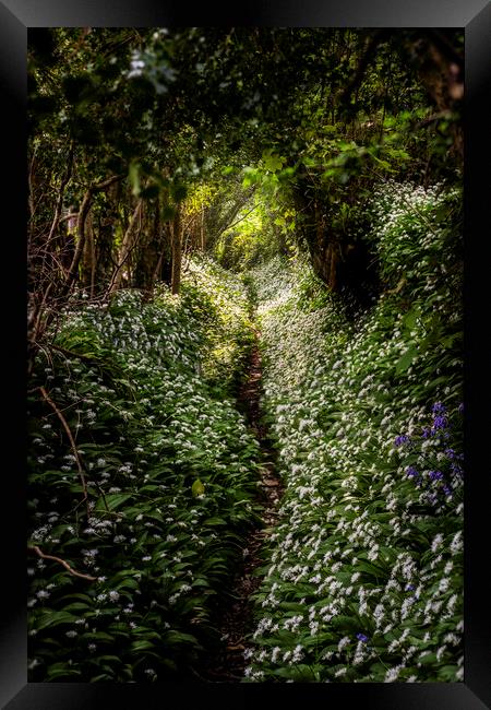  Wild Garlic footpath Townlake, Devon, England. Framed Print by Maggie McCall