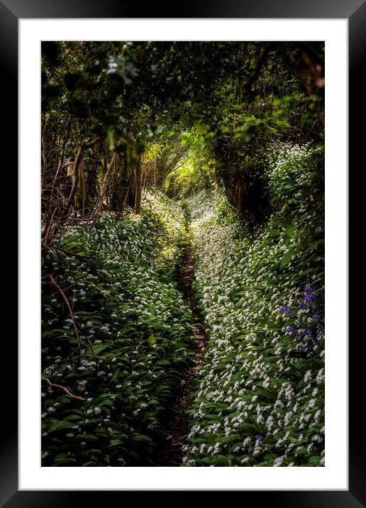  Wild Garlic footpath Townlake, Devon, England. Framed Mounted Print by Maggie McCall