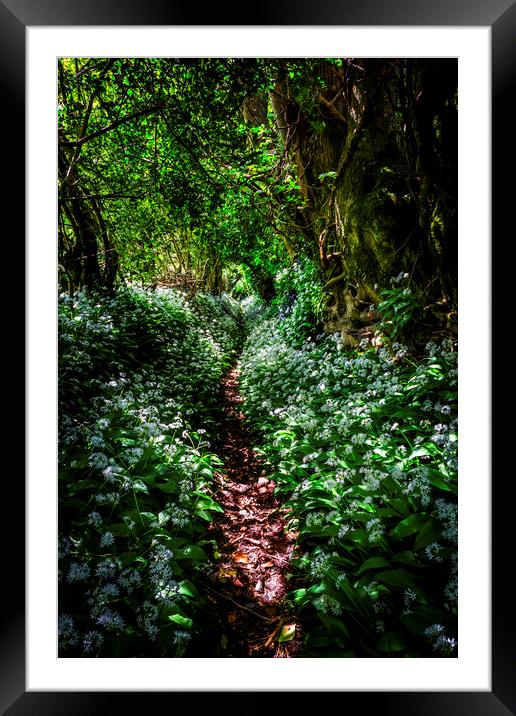 Wild Garlic footpath Townlake, Devon, England. Framed Mounted Print by Maggie McCall